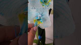 Orchidea színezés otthon orchidea diy [upl. by Akinor]