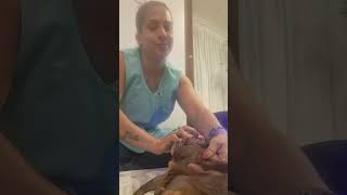 FISIOTERAPIA VETERINÁRIA Mel cão idoso Reabilitação NeuroMotora Drª Giulia mestre UFRRJ [upl. by Alleber91]