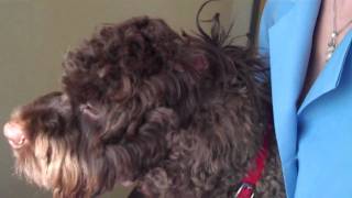 How To Clean Your Dogs Ears [upl. by Martica]