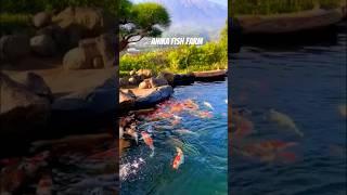 Amazing koi fish farm like status yutubeshorts [upl. by Inaja864]