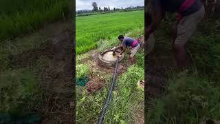 Applying waste decomposer solution to paddy wastedecomposer paddy organicfarming farmlife farm [upl. by Ennaerb]