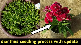 How to grow dianthussweet william from seeds  dianthus from seeds with update result  dianthus [upl. by Ahsitruc]