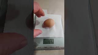 HUGE chicken egg double triple yolk chicken egg size huge shorts yolk double triple [upl. by Elleirua829]