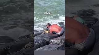 Man Saves A Stuck Turtle ❤️ [upl. by Haleak]