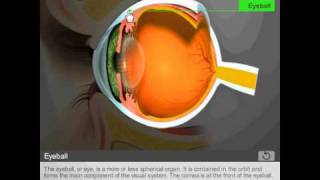 Anatomy of the eye by Quantel Medical [upl. by Nevart]