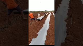 Why mulching process techniques useful shorts ytshorts [upl. by Johny]