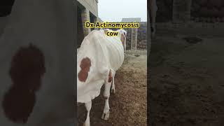 Treatment of Actinomycosis cow🐄 cow Buffalo [upl. by Lekcim780]