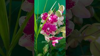 Phalaenopsis Anthura Rombley flower timelapse shop here httpslove8plants8harmony8etsycom [upl. by Oinolopa641]