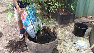 Plant Bamboo in Pots [upl. by Waylon450]