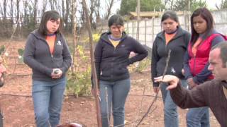 Cultivo de frutales de bajo requerimiento hídrico  CEZA UCHILE [upl. by Nebeur]