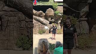 Sulfur Crested Cockatoo takes off from a tree and lands onto a bird trainer’s hand [upl. by Herrah]