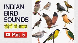 Indian Bird Sounds  Part 6 HD sound and video indianbirds indianbirdsounds birdcalls [upl. by Francklin856]