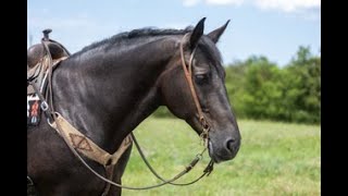 Bella Percheron X Morgan Mare [upl. by Neivad913]