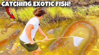 I Found EXOTIC FISH In The EVERGLADES For My AQUARIUMS [upl. by Sulecram221]