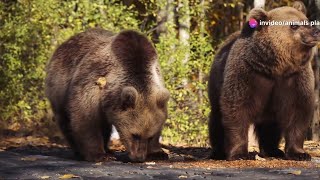 Wolf vs Bear Apex Predators Face Off bear wildlife animals [upl. by Nylannej]