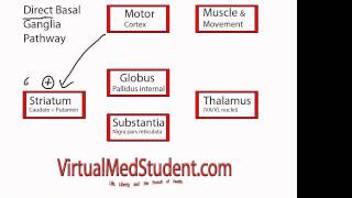 Basal Ganglia Direct Pathway [upl. by Theressa387]