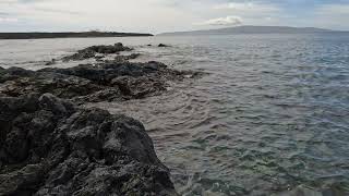 Maui 527  Wandering Tattler [upl. by Mohorva467]