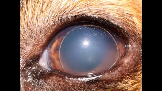 Everything you need to know about lens luxation in animals [upl. by Nannarb771]