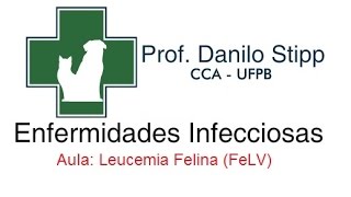 Aula Leucemia Felina FeLV [upl. by Eugilegna]