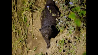 Endemic Mammals Tour Western Ghats February 2024 [upl. by Lovmilla9]