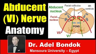 Abducent VI Nerve Clinical Anatomy Dr Adel Bondok [upl. by Auos]