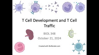 Immunology Fall 2024 Lecture 22 T Cell Development and Traffic [upl. by Shiri]