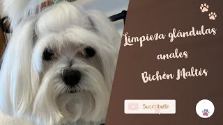 Limpieza glandulas anales  Bichon Maltes [upl. by Sperry119]