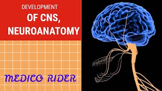 DEVELOPMENT OF CNS  NEUROANATOMY IN HINDI  CNS EASY  CNS SIMPLE  from dr najeeb [upl. by Sasnak844]