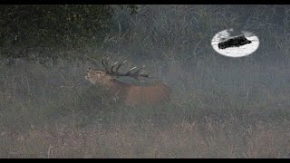 RED STAG HUNTING IN SEPTEMBER 2024  BEGINING OF THE RUT TIME [upl. by Nirahs]