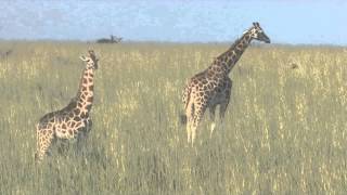 Rothschild Giraffe Giraffa camelopardalis rothschildi [upl. by Aidiruy]