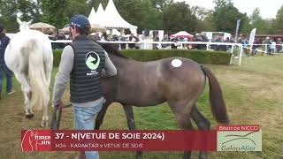 Lot 37 NVETUE DE SOIE 2024 Moulins AQPS Foal Show [upl. by Nylram230]