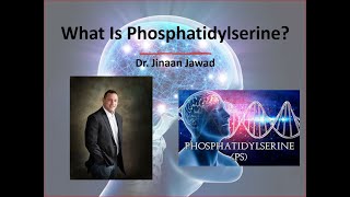 What Is Phosphatidylserine [upl. by Jewett]