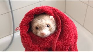 حيواناتيIتربية ابن مقرضابن عرس، فيريت Ferret FIRST Bath [upl. by Mylander131]