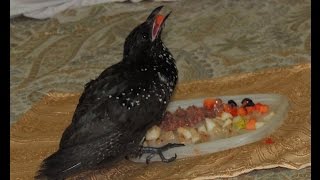 Baby koel fledgling eating papaya [upl. by Pickford]