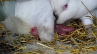 Rabbit gave birth during the SOLAR ECLIPSE [upl. by Aliekat856]