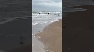 Sanderlings running on the shore of South Padre Island Texas in November 2024 [upl. by Sabir]