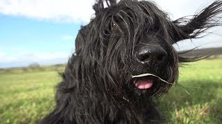 Dogs in Slow Motion  Samy the Briard † 2014 [upl. by Akamahs]