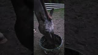 REVELATION 2121 quotpure goldquot Reading a Bible verse to our horse Smokey [upl. by Hotchkiss]