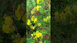 Лапчатка Goldfinger кустарниковая  Potentilla Goldfinger [upl. by Sylado]