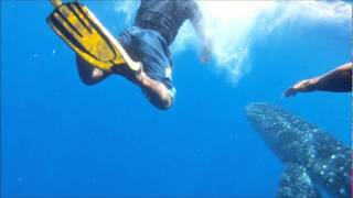 Whale Shark Uprising Placencia Belize [upl. by Neelrihs759]