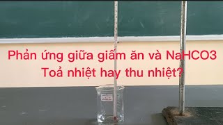 Thí Nghiệm Giấm Ăn và NaHCO3 Toả Nhiệt Hay Thu Nhiệt  Hoá học 10 [upl. by Oinotla492]