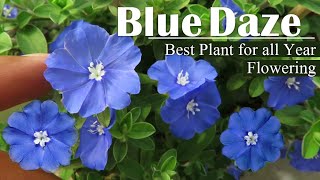 Blue Daze Flower  How to Grow Blue Daze Plant  Evolvulus Plant All year flowering [upl. by Miriam716]