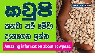 කවුපි කනවා නම් මේවා දැනගෙන ඉන්න  Benefits of Cowpeas [upl. by Menzies]