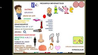 MENINGOCOCO Neisseria Meningitidis [upl. by Amairam]