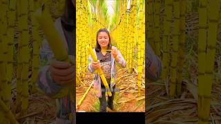 Sugarcane Farming with BeautifulLandscape amp Rural Farmer shorts youtubeshorts [upl. by Adrianne]