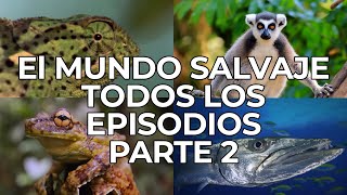 El Mundo Salvaje Todos los Episodios Parte 2  Free Documentary Nature  Español [upl. by Conover]