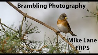 Photographing Bramblings [upl. by Cordelie]