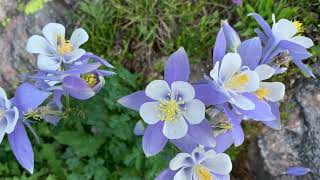 Plants and Flowers on the Colorado CDT [upl. by Jeroma593]