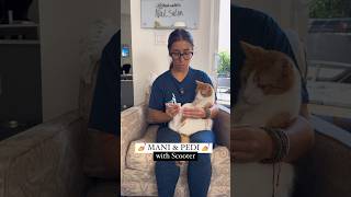 VOLUME UP ⬆️ Soothing Nails Sounds ⁣⁣HE IS A KICKER 😹 petsvlog nailsounds funnycats asmrnails [upl. by Hadwyn]