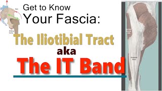 Get to Know Your Fascia The Iliotibial Tract aka The IT Band [upl. by Lillis352]